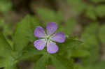 Wild geranium